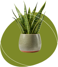 footer 2 plant 2